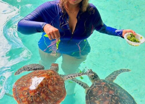 Aquarium Swim with Tortoise Tour – Zanzibar