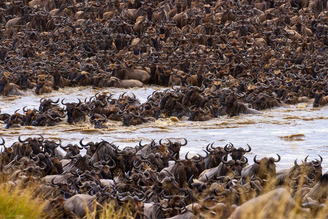 Wildlife in Serengeti National Park, Tanzania