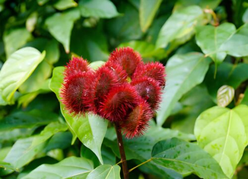 Spice Farm Tour