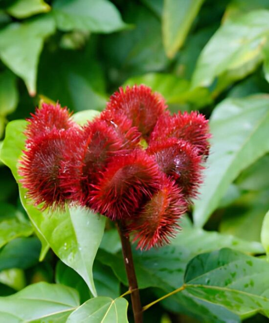 Spice Farm Tour